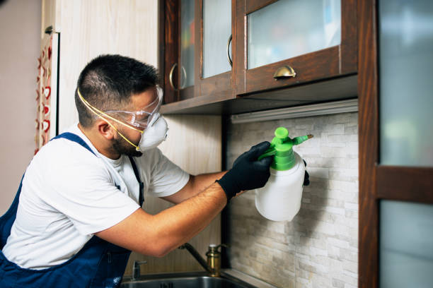 Best Wasp Removal Services  in Elkader, IA