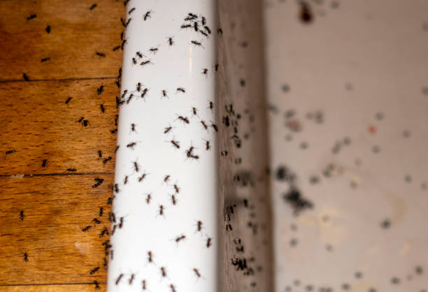 Professional Pest Control in Elkader, IA